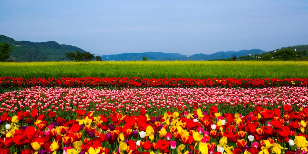 Downloader-La-406504 (1)