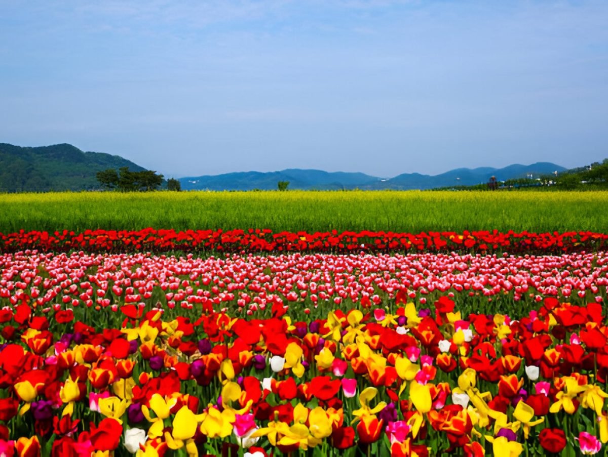 Downloader-La-406504 (1)